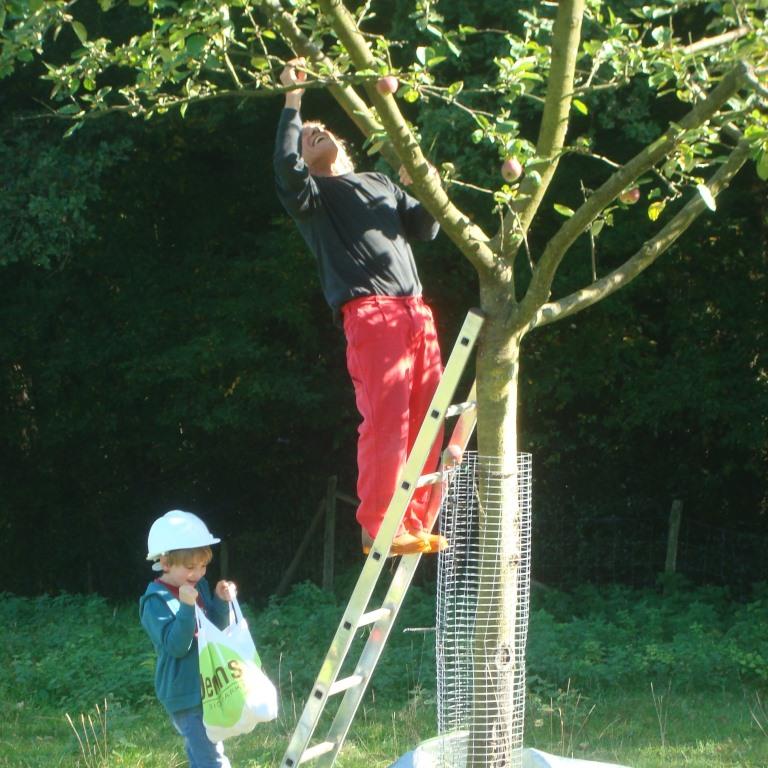 Apfel Pflücken